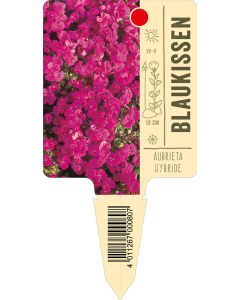 AubrietaHybride, Bildstecketikett VS: