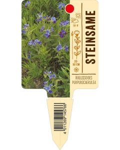 Buglossoidespurpurocaerulea, Bildstecketikett VS: