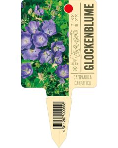 Campanulacarpatica, Bildstecketikett VS: