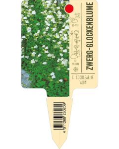 C. cochleariif. 'Alba', Bildstecketikett VS: