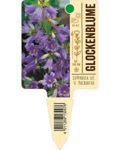 Campanula lat. v. macrantha, Bildstecketikett VS: