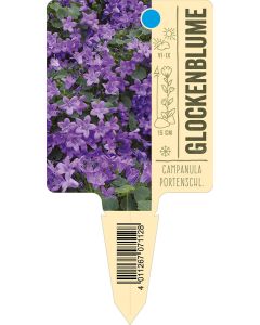 Campanulaportenschl., Bildstecketikett VS: