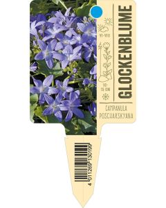 Campanulaposcharskyana, Bildstecketikett VS: