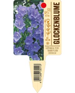 Campanula pers. 'Grandiflora Coerulea', Bildstecketikett VS: