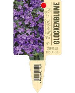 Campanulaportenschl., Bildstecketikett VS:
