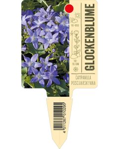 Campanulaposcharskyana, Bildstecketikett VS: