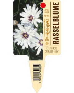 Catananche caerulea 'Alba', Bildstecketikett VS: