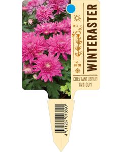 ChrysanthemumIndicum-Hybride, Bildstecketikett VS: