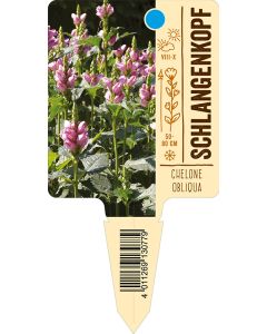 Chelone obliqua, Bildstecketikett VS: