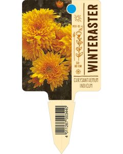 ChrysanthemumIndicum-Hybride, Bildstecketikett VS: