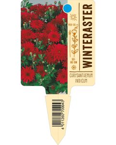 ChrysanthemumIndicum-Hybride, Bildstecketikett VS: