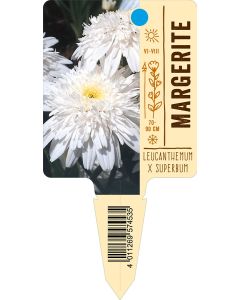 Leucanthemum x superbum, Bildstecketikett VS: