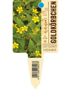 Chrysogonumvirginianum, Bildstecketikett VS: