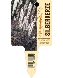 Cimicifuga ramosa 'Atropurpurea', Bildstecketikett VS: