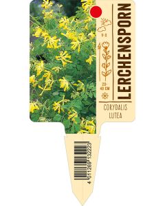 Corydalislutea, Bildstecketikett VS: