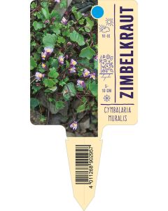 Cymbalariamuralis, Bildstecketikett VS: