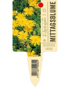 Delospermalineare, Bildstecketikett VS: