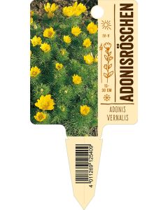 Adonisvernalis, Bildstecketikett VS: