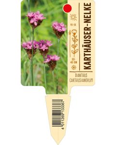 Dianthuscarthusianorum, Bildstecketikett VS: