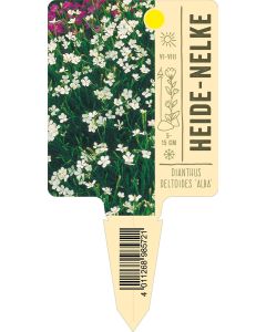 Dianthus deltoides 'Alba', Bildstecketikett VS: