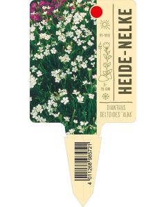 Dianthus deltoides 'Alba', Bildstecketikett VS: