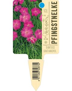 Dianthusgratianopolitanus, Bildstecketikett VS: