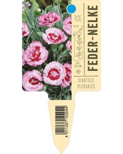 Dianthusplumarius, Bildstecketikett VS: