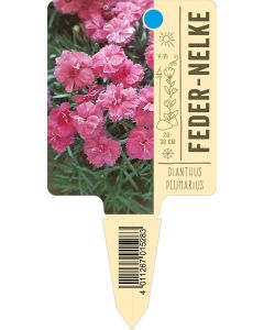 Dianthusplumarius, Bildstecketikett VS:
