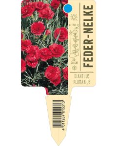 Dianthusplumarius, Bildstecketikett VS: