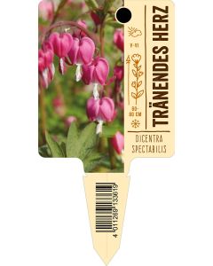 Dicentraspectabilis, Bildstecketikett VS: