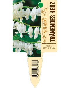 Dicentra spectabilis 'Alba', Bildstecketikett VS: