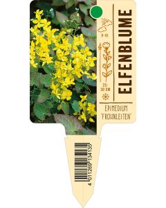 Epimedium x perralderianum 'Frohnleiten', Bildstecketikett VS: