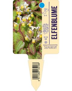 Epimedium x versicolor 'Sulphureum', Bildstecketikett VS: