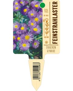 Erigeron-Hybride, Bildstecketikett VS: