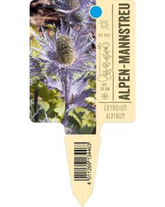 Eryngiumalpinum, Bildstecketikett VS: