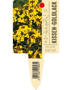 Erysimumrhaeticum, Bildstecketikett VS: