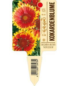 Gaillardia aristata 'Fackelschein', Bildstecketikett VS: