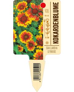GaillardiaHybride, Bildstecketikett VS: