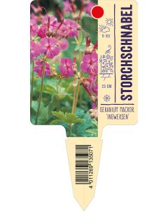 Geranium macrorrhizum 'Ingwersen', Bildstecketikett VS: