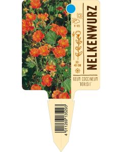Geum coccineum 'Borisii', Bildstecketikett VS: