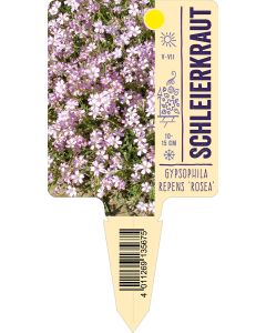 Gypsophila repens 'Rosea', Bildstecketikett VS: