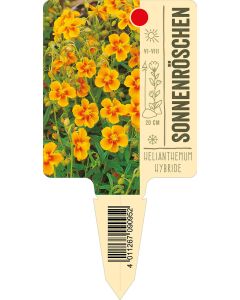HelianthemumHybride, Bildstecketikett VS: