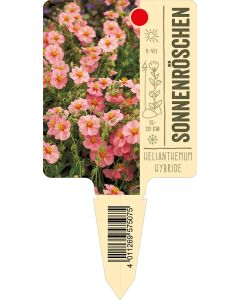 HelianthemumHybride, Bildstecketikett VS: