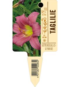 Hemerocallis-Hybride, Bildstecketikett VS: