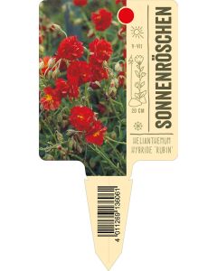 Helianthemum Hybride 'Rubin', Bildstecketikett VS: