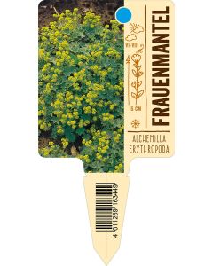 Alchemillaerythropoda, Bildstecketikett VS: