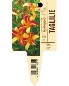 'FransHals', Bildstecketikett VS: