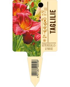Hemerocallis-Hybride, Bildstecketikett VS: