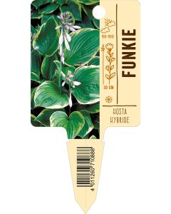 HostaHybride, Bildstecketikett VS: