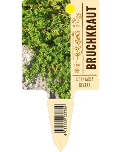 Herniariaglabra, Bildstecketikett VS: